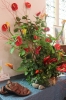 150th Celebration - Flower Festival