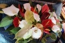 150th Celebration - Flower Festival