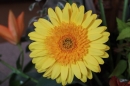 150th Celebration - Flower Festival