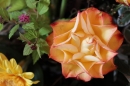 150th Celebration - Flower Festival